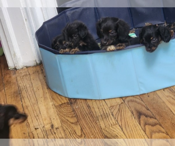 Medium Photo #2 Dachshund Puppy For Sale in DETROIT, MI, USA