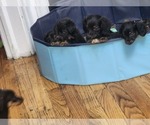 Small #1 Dachshund