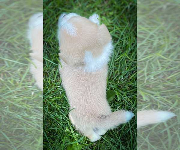 Medium Photo #2 Shorgi Puppy For Sale in FAIRBANK, IA, USA