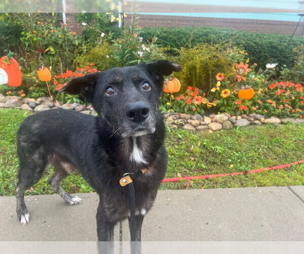 Medium Photo #1 German Shepherd Dog-Unknown Mix Puppy For Sale in Louisville, KY, USA