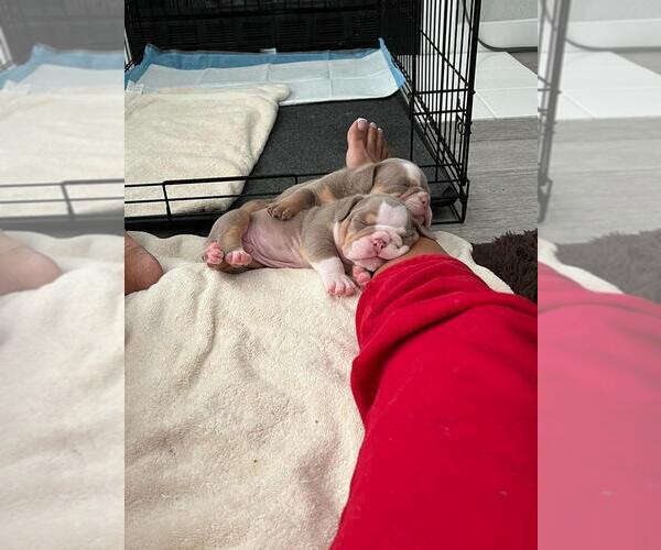 Medium Photo #8 English Bulldog Puppy For Sale in TRABUCO CANYON, CA, USA