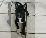 Small Photo #6 German Shepherd Dog-Whippet Mix Puppy For Sale in Valrico, FL, USA
