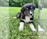 Puppy Maui Australian Shepherd