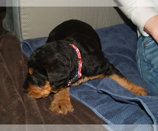 Medium Photo #22 Airedale Terrier Puppy For Sale in CHARLESTOWN, IN, USA