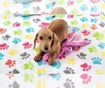 Small #7 Dachshund