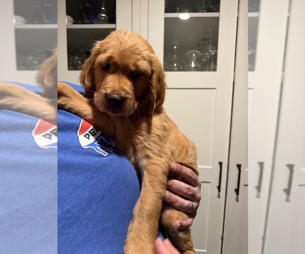 Medium Photo #1 Double Doodle Puppy For Sale in BUFFALO, NY, USA