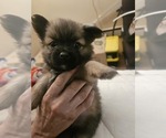 Puppy 1 Chiranian