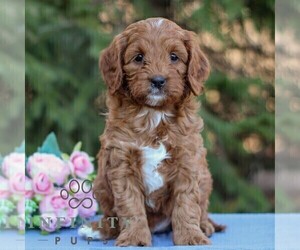 Cavapoo Puppy for sale in EAST EARL, PA, USA