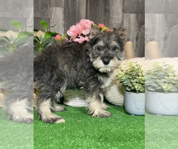 Medium Photo #3 Schnauzer (Miniature) Puppy For Sale in CANOGA, NY, USA