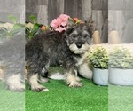 Small #2 Schnauzer (Miniature)