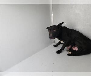 Staffordshire Bull Terrier-Unknown Mix Dogs for adoption in Houston, TX, USA