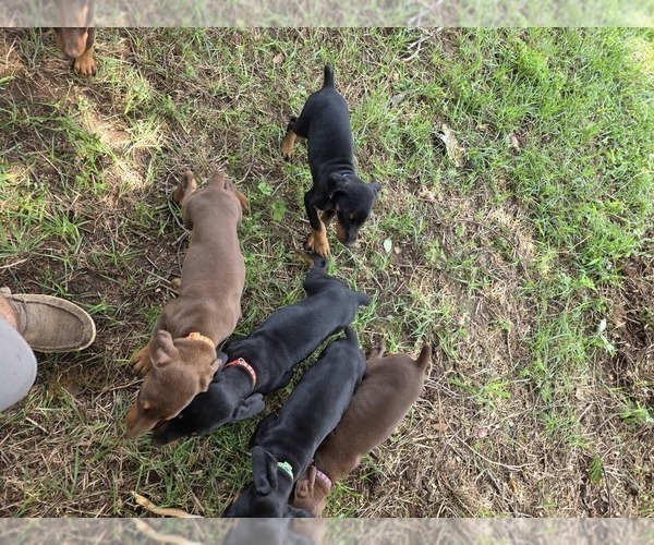 Medium Photo #9 Doberman Pinscher Puppy For Sale in ADA, OK, USA