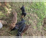 Small #8 Doberman Pinscher