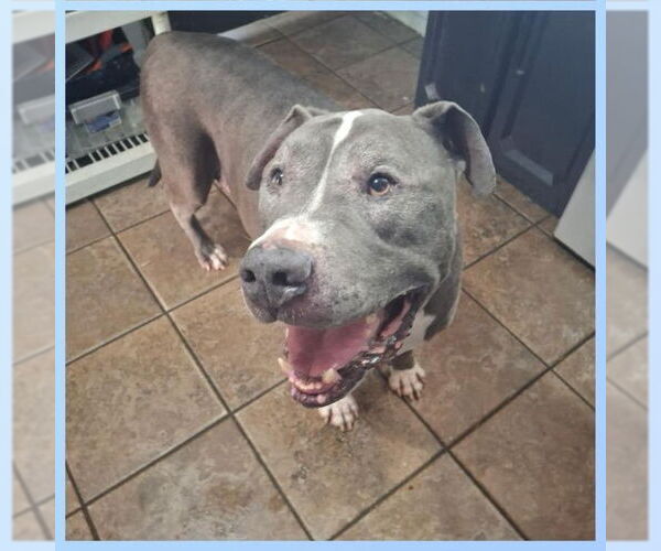 Medium Photo #2 American Pit Bull Terrier Puppy For Sale in Chester, NJ, USA