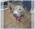 Small #1 American Pit Bull Terrier