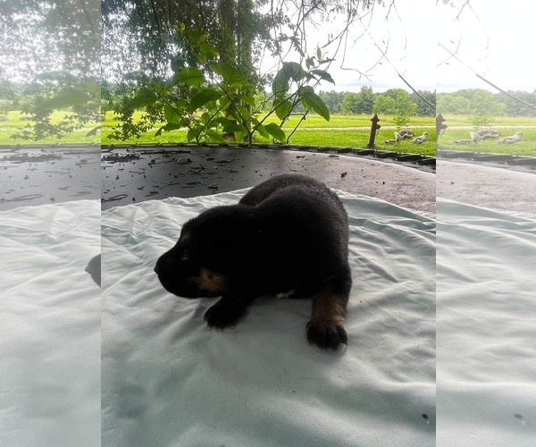 Medium Photo #3 Doberman Pinscher-German Shepherd Dog Mix Puppy For Sale in HOPKINSVILLE/PRINCETON, KY, NH, USA