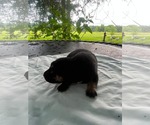 Small #2 Doberman Pinscher-German Shepherd Dog Mix