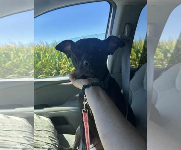 Medium Photo #7 American Pit Bull Terrier-Unknown Mix Puppy For Sale in Germantown, OH, USA