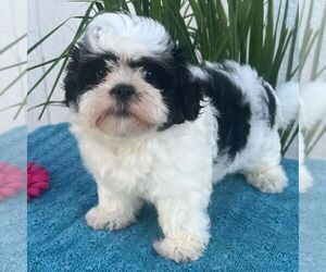 Zuchon Puppy for sale in ARTHUR, IL, USA