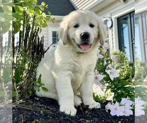 Golden Retriever Puppy for sale in GORDONVILLE, PA, USA