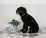 Small Photo #31 Bernedoodle-Labrador Retriever Mix Puppy For Sale in REED CITY, MI, USA