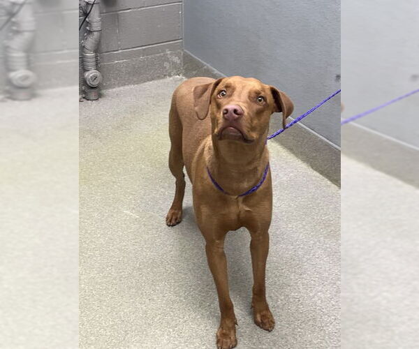 Medium Photo #1 Mutt Puppy For Sale in Las Vegas, NV, USA