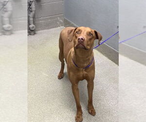 Mutt Dogs for adoption in Las Vegas, NV, USA