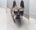 Small French Bulldog Mix