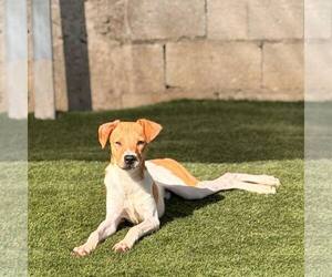 Basenji-Jack Russell Terrier Mix Dogs for adoption in Virginia Beach, VA, USA