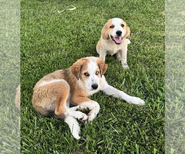 Medium Photo #3 Australian Shepherd-Great Pyrenees Mix Puppy For Sale in Croydon, NH, USA