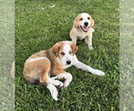 Small #2 Australian Shepherd-Great Pyrenees Mix