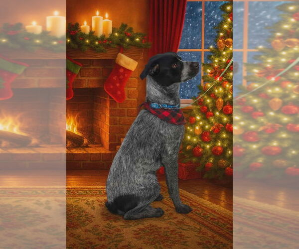 Medium Photo #1 Mutt Puppy For Sale in Palatine/Kildeer/Buffalo grove, IL, USA