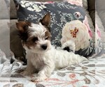 Small Photo #10 Biewer Terrier Puppy For Sale in CANBY, OR, USA