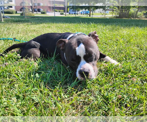 Medium Photo #3 Affenpinscher-Unknown Mix Puppy For Sale in Richmond, IN, USA