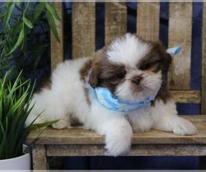 Shih Tzu Puppy for sale in ORO VALLEY, AZ, USA