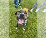 Small #32 American Pit Bull Terrier-Mountain Cur Mix