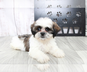 Shih Tzu Puppy for sale in MARIETTA, GA, USA