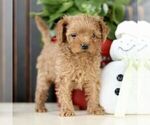 Small Photo #2 Poodle (Toy) Puppy For Sale in STRASBURG, PA, USA