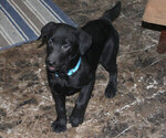 Small Photo #9 Labrador Retriever Puppy For Sale in TEKAMAH, NE, USA