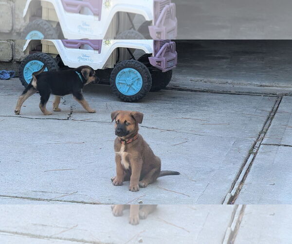 Medium Photo #2 German Shepherd Dog-Unknown Mix Puppy For Sale in The Woodlands, TX, USA