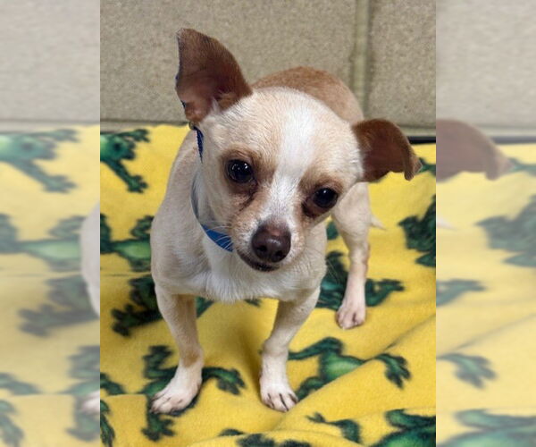 Medium Photo #1 Chihuahua Puppy For Sale in Riverside, CA, USA