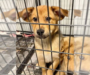Gerberian Shepsky Dogs for adoption in GILBERTS, IL, USA