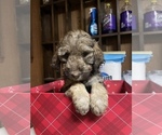 Small Photo #5 Labradoodle Puppy For Sale in LEXINGTON, NC, USA