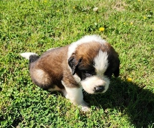 Medium Saint Bernard