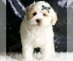 Small #4 Maltipoo