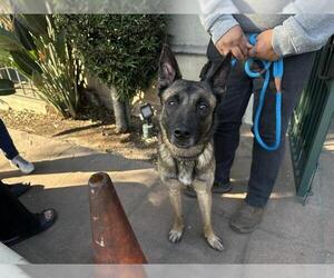 Mutt Dogs for adoption in Pasadena, CA, USA
