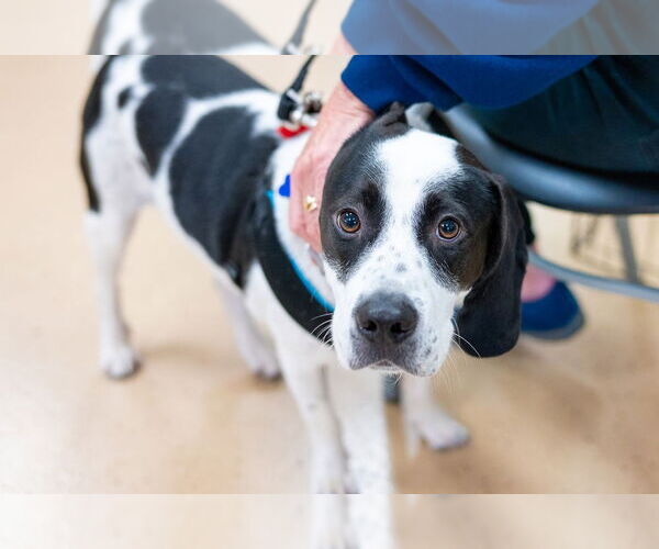 Medium Photo #5 Mutt Puppy For Sale in Mundelein, IL, USA