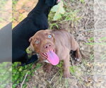Small #4 Labrador Retriever Mix