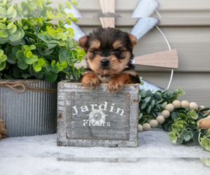 Medium Yorkshire Terrier