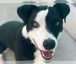 Mutt Dogs for adoption in Martinez, CA, USA